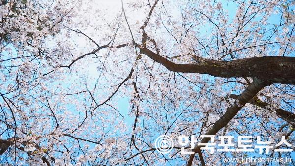 [크기변환]0323 안동 벚꽃 명소는 어디... 안동에서 연분홍 벚꽃 물결 만끽해보자-월영교 (5).jpg