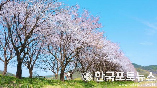 [크기변환]0323 안동 벚꽃 명소는 어디... 안동에서 연분홍 벚꽃 물결 만끽해보자-하회마을 (0).jpg