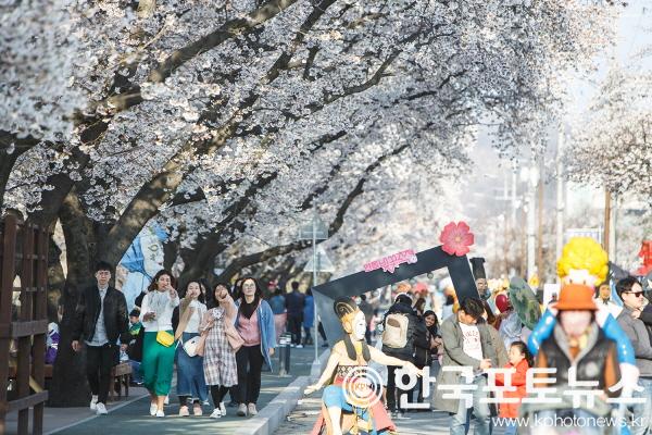 [크기변환]0329_2023_안동_벚꽃축제__4월_1일부터_닷새간_개최_(2).jpg