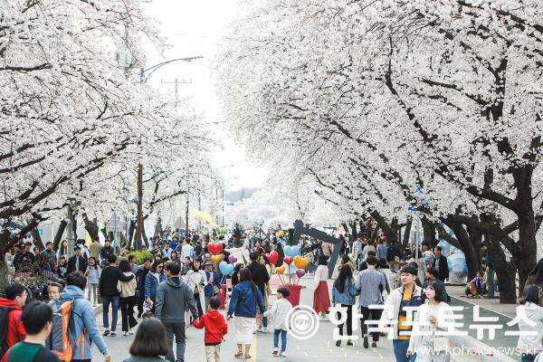 [크기변환]0329_2023_안동_벚꽃축제__4월_1일부터_닷새간_개최_(3).jpg