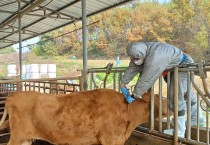경북도, 소사육농가 럼피스킨 백신 일제접종 시작!