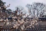 봄의 전령 매화향 가득한 도산서원