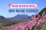 화사한 핑크빛 봄 만나는 영덕 복사꽃 드라이브