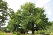 「세종 세종리 은행나무」천연기념물 지정 예고