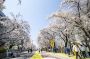 2024 안동벚꽃축제, 4월 7일까지 기간 연장 운영