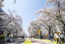 2024 안동벚꽃축제, 4월 7일까지 기간 연장 운영
