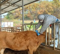 경북도, 소사육농가 럼피스킨 백신 일제접종 시작!