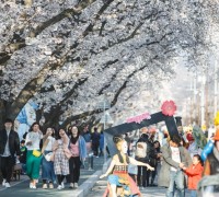 2023 안동 벚꽃축제, 4월 1일부터 닷새간 개최