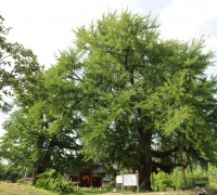 「세종 세종리 은행나무」천연기념물 지정 예고