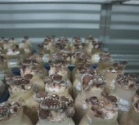표고버섯 대량생산을 위한 병재배용 균주 특허출원