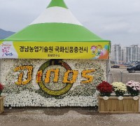경남화훼 육성품종, 마산국화전시회 2020으로 인기몰이